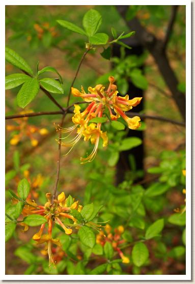 ツツジ ロードデンドロン アウストリナム  