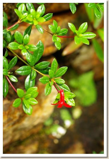 ロードデンドロン ブルティイ