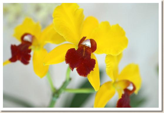 ソフロレリオカトレア リムファイア カナン