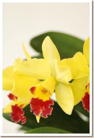 リンコレリオカトレヤ キューバン キッス 'ファースト ラブ'