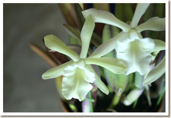 リンコレリア グラウカ 'アサヒナNo.2'