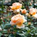 バラ　アプリコットドリフト