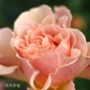 バラ　アブセント フレンズ（Absent Friends）｜花の手帖のバラ図鑑