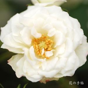 バラ　アルバ サンブレーズ ｜花の手帖のバラ図鑑