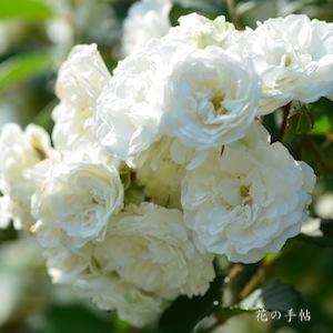 バラ　アルバ サンブレーズ ｜花の手帖のバラ図鑑