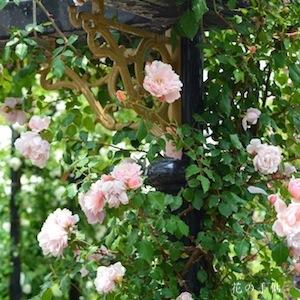 バラ　アルベルティーヌ｜花の手帖のバラ図鑑