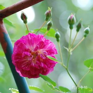 バラ　アレキサンダー ジロール（Alexandre Girault）｜花の手帖のバラ図鑑