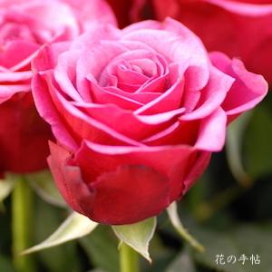 バラ　アマリア（Amalia）｜花の手帖のバラ図鑑