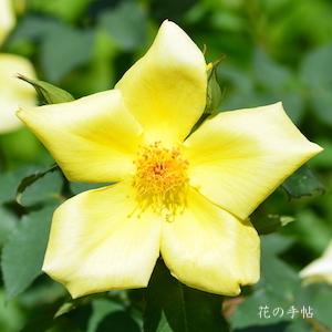 バラ　アマツオトメ（天津乙女)｜花の手帖のバラ図鑑