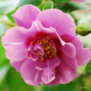 バラ　アメジスト バビロン（Amethyst Babylon）｜花の手帖のバラ図鑑