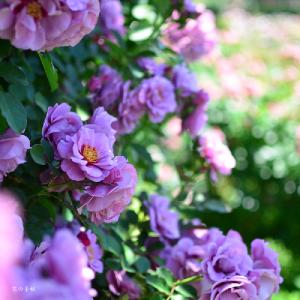 バラ　アメジスト バビロン（Amethyst Babylon）｜花の手帖のバラ図鑑