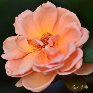 バラ　アンドレ ル トロケ｜花の手帖のバラ図鑑