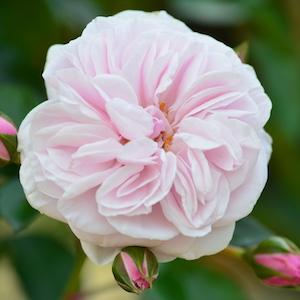 バラ　エンジェル ハート（Angel Heart）｜花の手帖のバラ図鑑