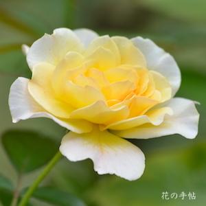 バラ　アプリコット ムーン（Apricot Moon）｜花の手帖のバラ図鑑