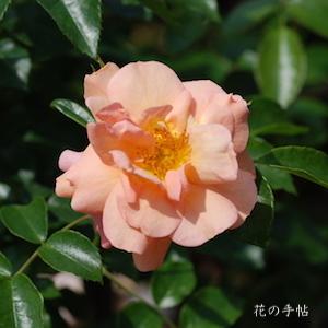 バラ　アプリコーラ（Aprikola）｜花の手帖のバラ図鑑