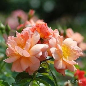 バラ　アプリコーラ（Aprikola）｜花の手帖のバラ図鑑