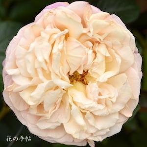 バラ　オーブ（Aube）｜花の手帖のバラ図鑑