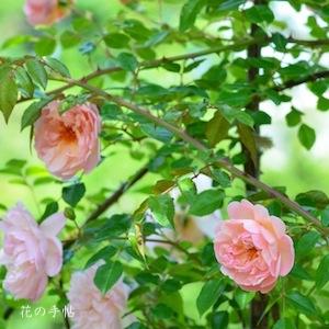 バラ　オーギュスト ゲルブ（Auguste Gervais）｜花の手帖のバラ図鑑