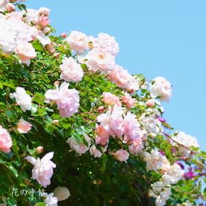 バラ　オーギュスト ゲルブ（Auguste Gervais）｜花の手帖のバラ図鑑