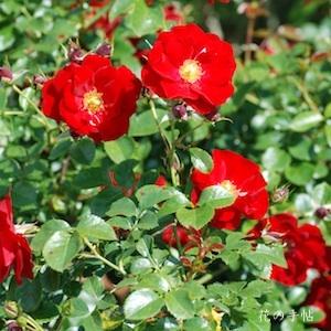 バラ　オーストリアーナ（Austriana）｜花の手帖のバラ図鑑