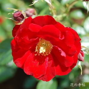 バラ　オーストリアーナ（Austriana）｜花の手帖のバラ図鑑