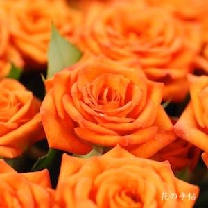 バラ　ベイブ（Babe）｜花の手帖のバラ図鑑