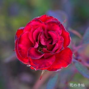 バラ　ベビー バッカラ（Baby Baccara）｜花の手帖のバラ図鑑