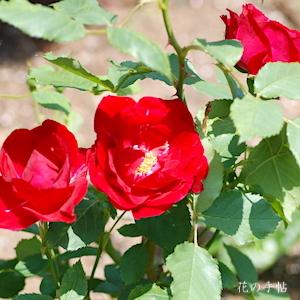 バラ　ベビー ブレーズ（Baby Blaze）｜花の手帖のバラ図鑑