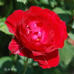 バラ　ベビー ブレーズ（Baby Blaze）｜花の手帖のバラ図鑑