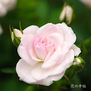 バラ　ベビー ベッツィー マッコール（Baby Betsy McCall）｜花の手帖のバラ図鑑