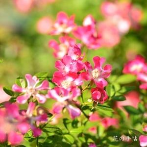 バラ　ベビー カクテル（Baby Cocktail）｜花の手帖のバラ図鑑