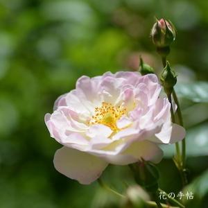 バラ　ベビーハンズ（Baby Hands）｜花の手帖のバラ図鑑