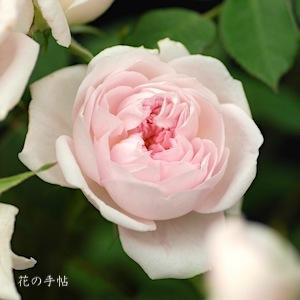 バラ　バンビーノ（Bambino）｜花の手帖のバラ図鑑