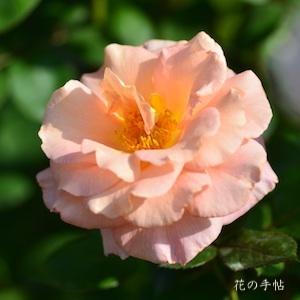 バラ　ビューティ アンド フレグランス（Beauty & Fragrance）｜花の手帖のバラ図鑑