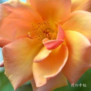 バラ　ベル エポック（Bell Epoque）｜花の手帖のバラ図鑑