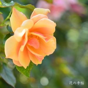 バラ　ベル エポック（Bell Epoque）｜花の手帖のバラ図鑑