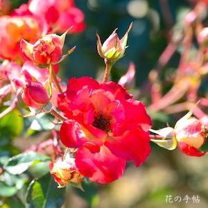 バラ　ベニクジャク（紅孔雀）｜花の手帖のバラ図鑑