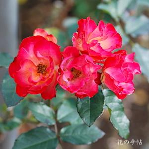 バラ　ベニクジャク（紅孔雀）｜花の手帖のバラ図鑑