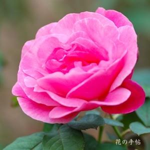 バラ　ベルナール ビュッフェ（Bernard Buffet）｜花の手帖のバラ図鑑