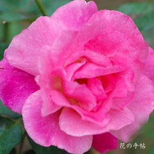 バラ　ベルナール ビュッフェ（Bernard Buffet）｜花の手帖のバラ図鑑