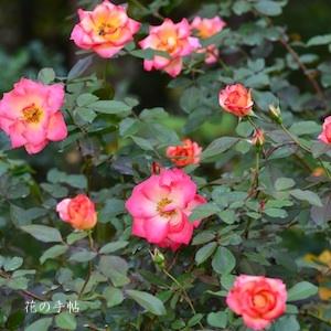 バラ　ベティ ブープ（Betty Boop）｜花の手帖のバラ図鑑