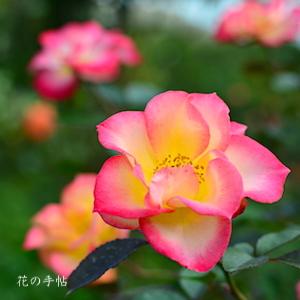 バラ　ベティ ブープ（Betty Boop）｜花の手帖のバラ図鑑