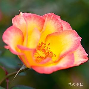 バラ　ベティ ブープ（Betty Boop）｜花の手帖のバラ図鑑