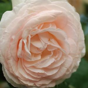 バラ　ツル ベッティー（Betty, Cl.）｜花の手帖のバラ図鑑