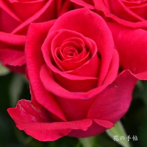 バラ　ビンゴ スリーズ｜花の手帖のバラ図鑑