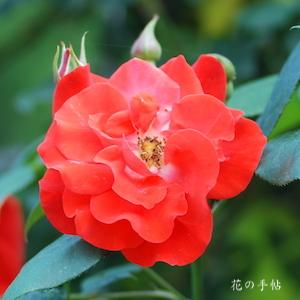 バラ　ビショッフシュタット パダーボーン｜花の手帖のバラ図鑑