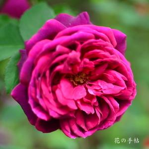 バラ　ブラックボーイ｜花の手帖のバラ図鑑