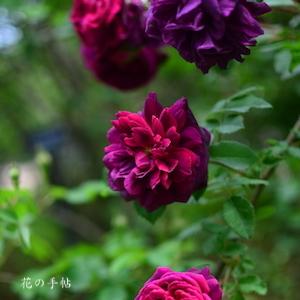 バラ　ブラックボーイ｜花の手帖のバラ図鑑