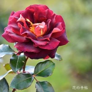 バラ　ブラック ゴールド（Black Gold）｜花の手帖のバラ図鑑
