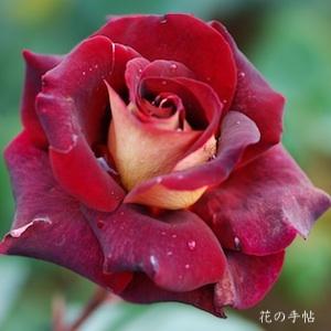 バラ　ブラック ゴールド（Black Gold）｜花の手帖のバラ図鑑